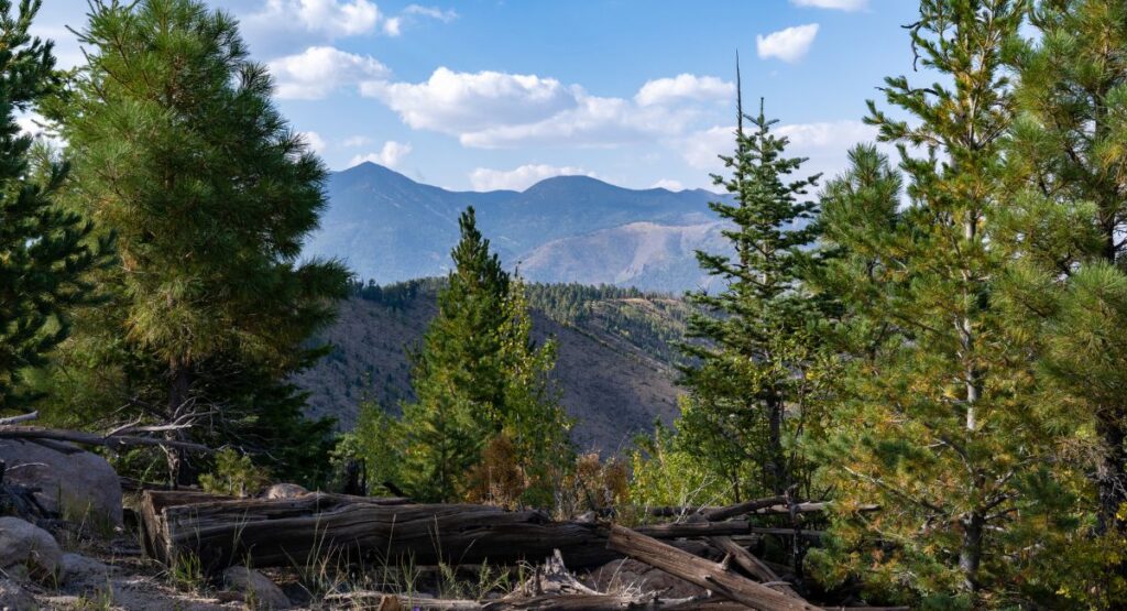 Forest landscape hiking near Flagstaff Arizona