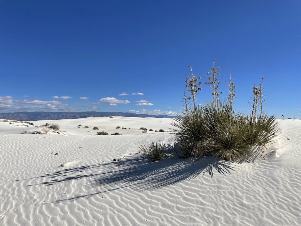 flowering yucca trees in white sand dunes white sands national park new mexico