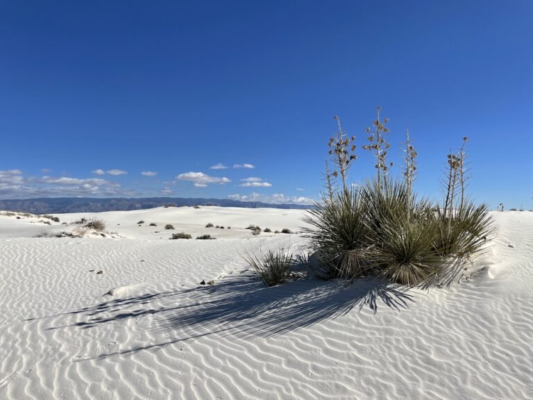 Cluster of flowering yuccas growing from wavy bright white sand dunes with mountains in background on sunny day. White Sand Dunes National Park, New Mexico.