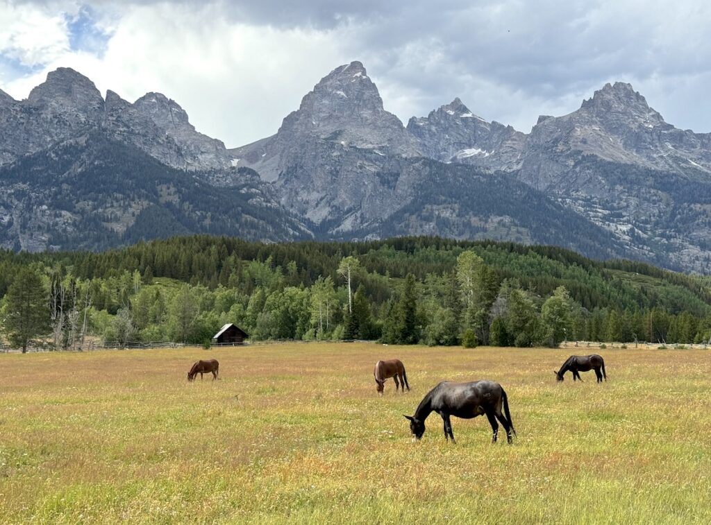 horses in grand teton national park wyoming