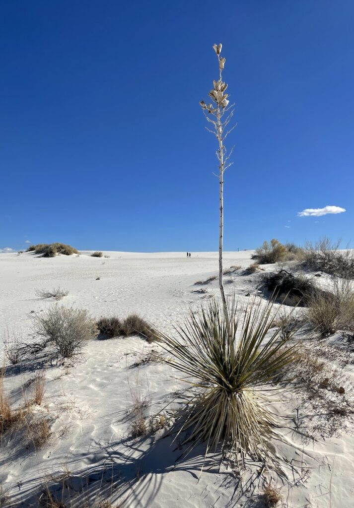 large flowering yucca in white sand dune life nature trail white sands national park new mexico