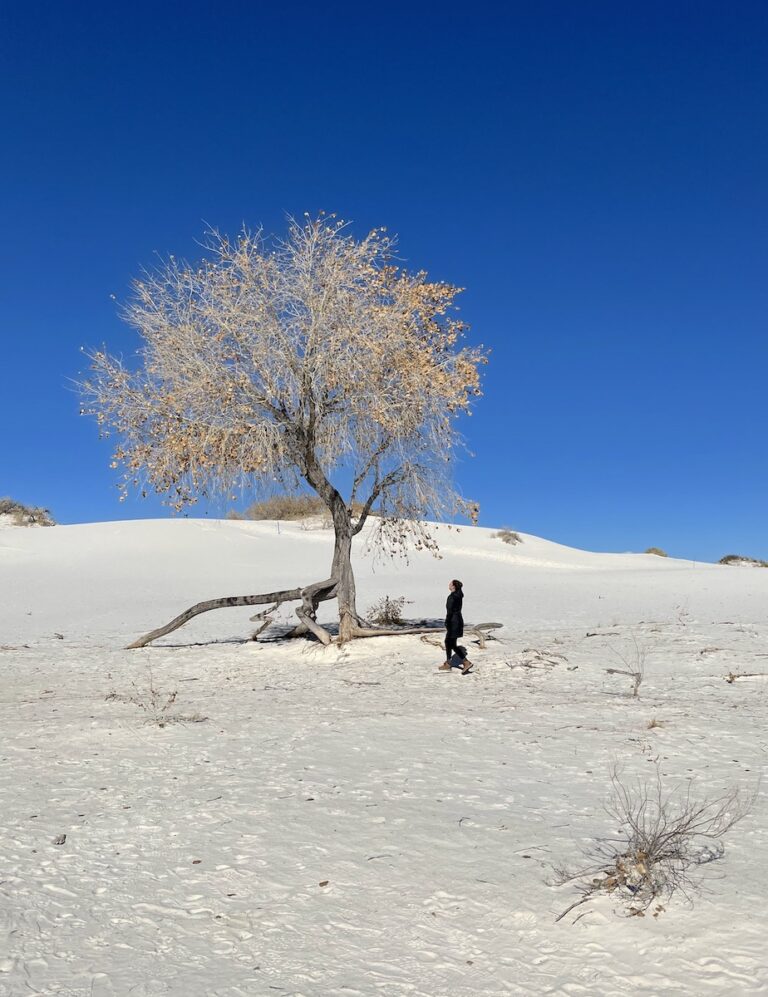 Woman next to lone tree growing out of white sand dunes with almost no other vegetation around on sunny winter day. Dune Life Nature Trail, White Sand Dunes National Park, New Mexico.
