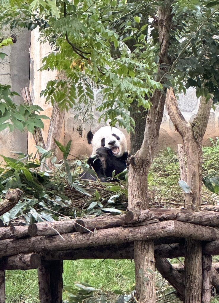 panda bear qinling sibao science park Louguantai xian china