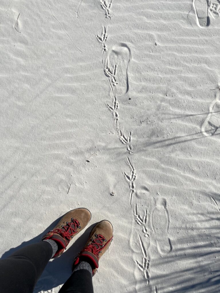 road runner tracks white sands national park new mexico