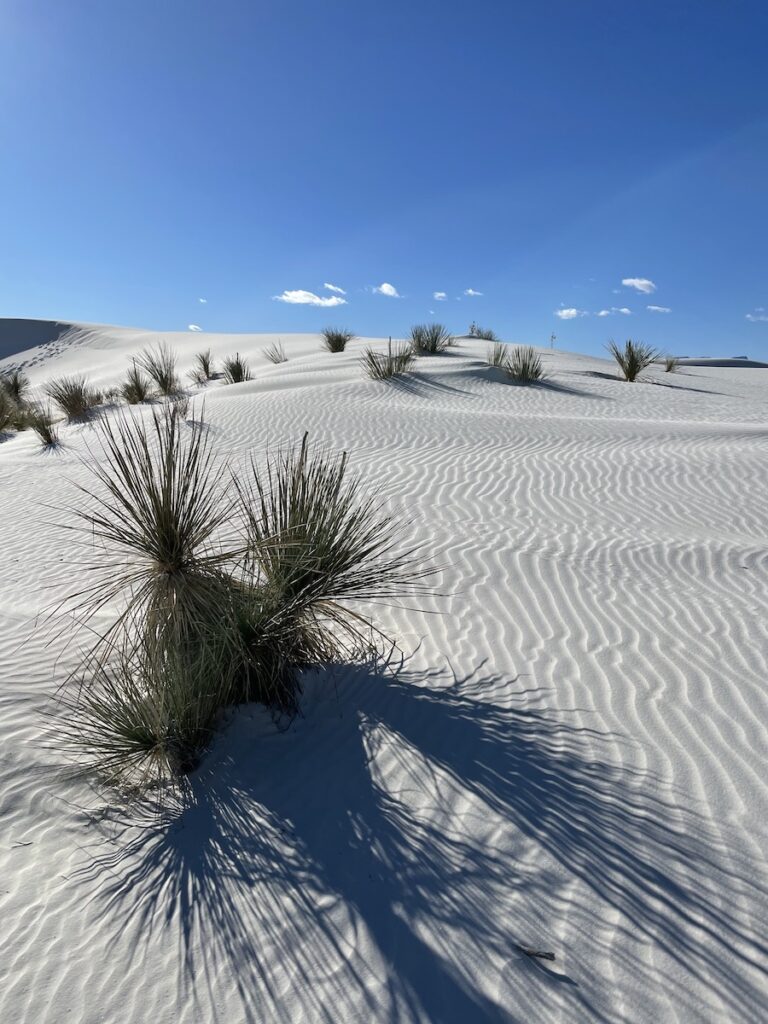 yuccas in sand hiking white sands national park new mexico