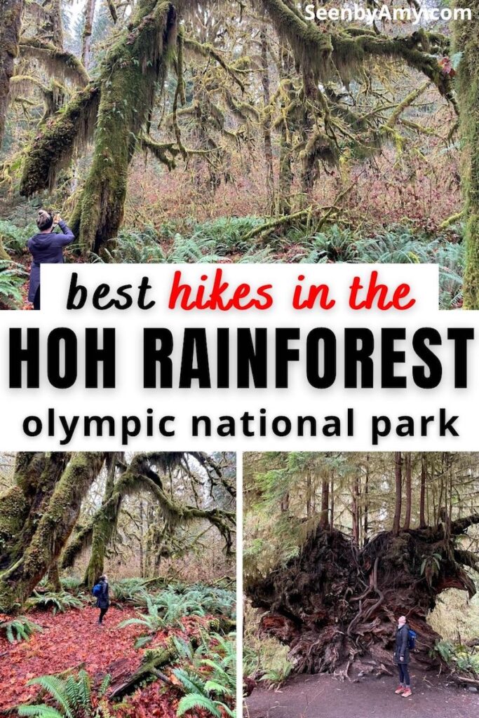 best hikes in hoh rainforest
