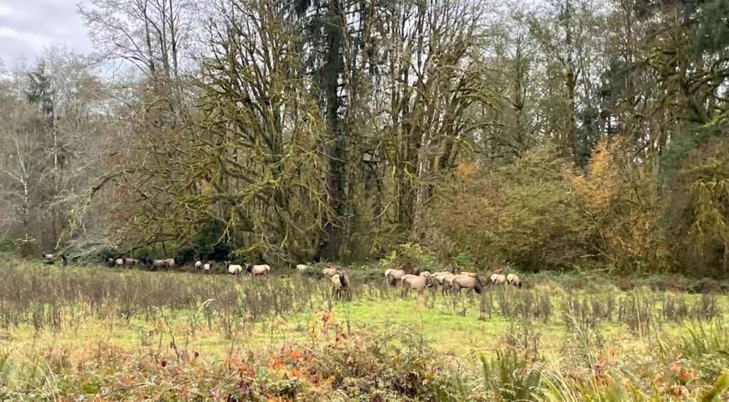 elk in olympic national park washington