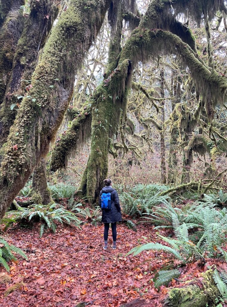 Woman standing under massive, moss-covered trees beneath floor of red leaves and green ferns on cold fall day. Trail of Mosses, Hoh Rainforest, Olympic National Park, Olympic Peninsula, Washington State.
