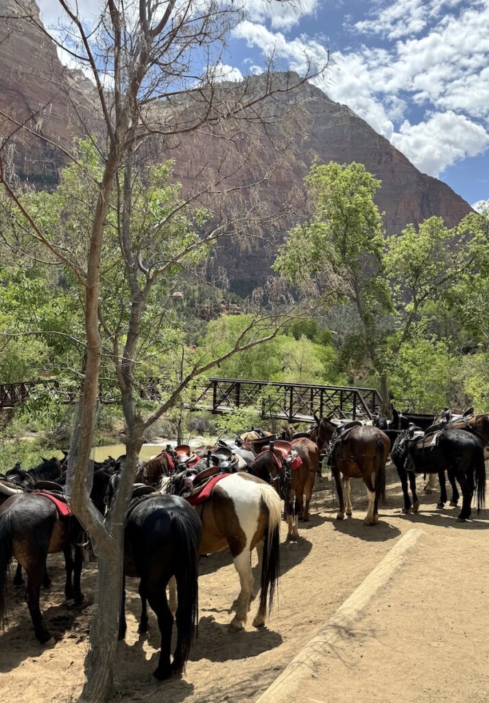 horses near sand beach trail zion national park utah