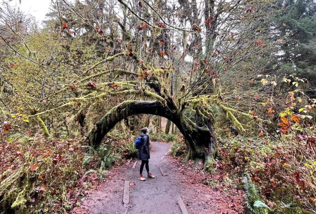 Woman on hiking trail under arched, moss-covered tree in lush rainforest on rainy day in fall. Hall of Mosses, Hoh Rainforest, Olympic National Park, Olympic Peninsula, Washington.