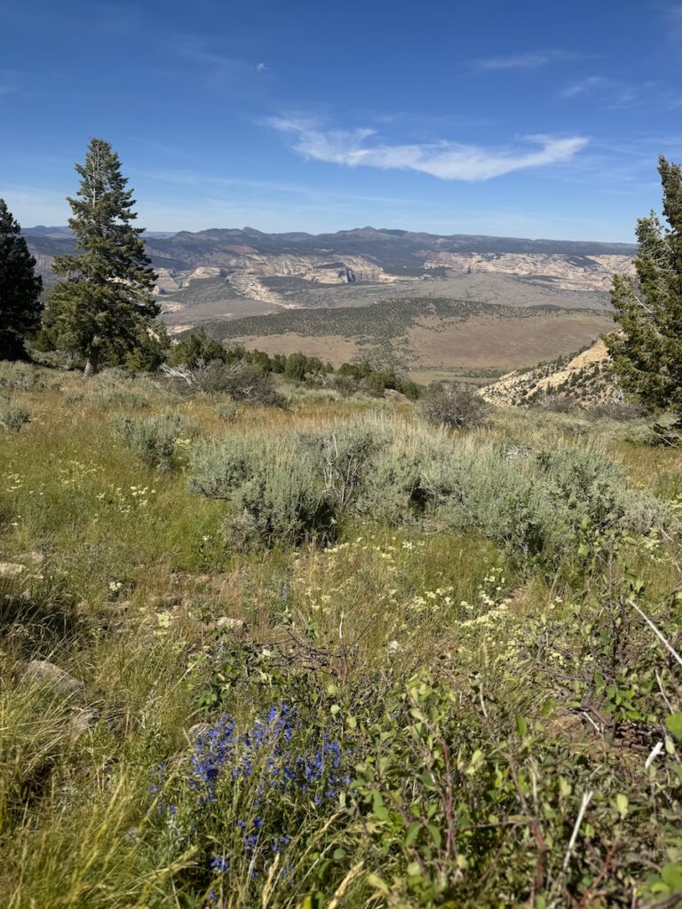 wildflowers at canyon overlook harpers corner drive dinosaur national monument colorado