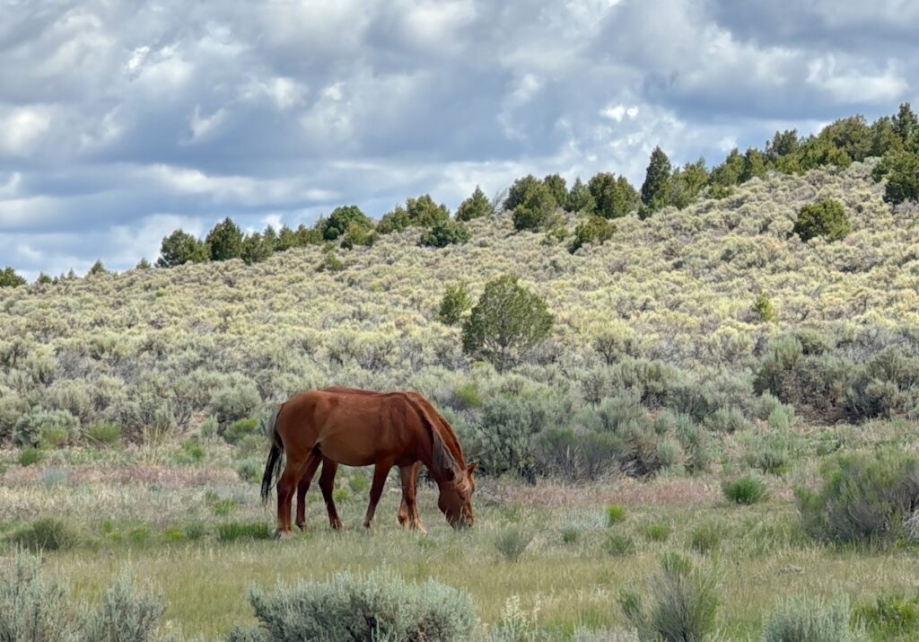 wild horses Sanchez Reservoir southern colorado san luis valley